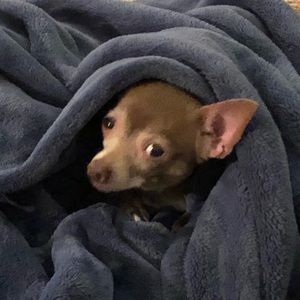 Meet your Posher, Sue